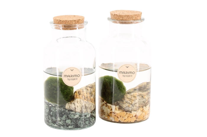 <h4>Opm Marimo Arrangement</h4>