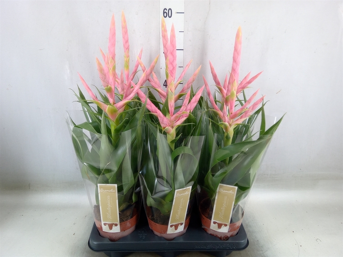 <h4>Tillandsia  'Dolce'</h4>