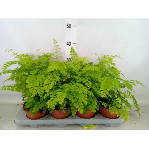 Adiantum raddi. 'Fragrans'