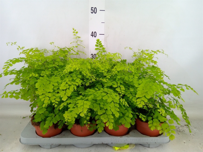 <h4>Adiantum raddi. 'Fragrans'</h4>