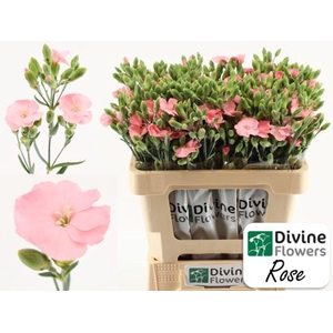 Dianthus TR 'Solomio Rose'