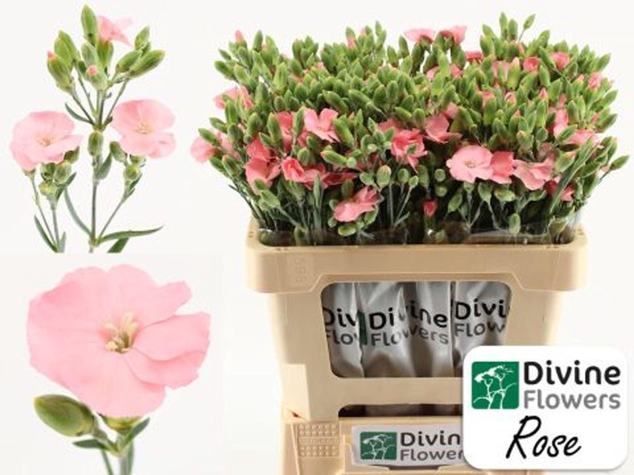 <h4>Dianthus TR 'Solomio Rose'</h4>