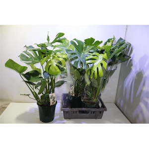 arr8 Monstera Deliciosa