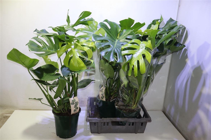 <h4>arr8 Monstera Deliciosa</h4>