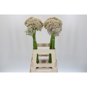 Allium Nigrum