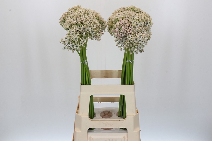 <h4>Allium Nigrum</h4>