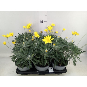 Euryops  'Silver Star'