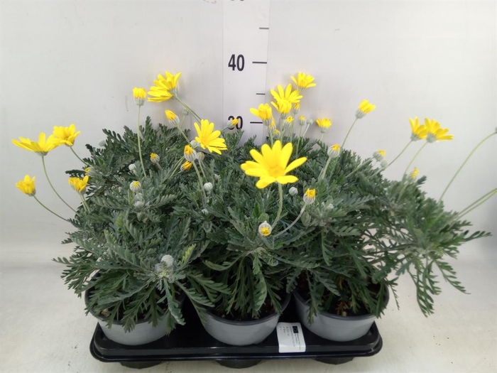 <h4>Euryops  'Silver Star'</h4>