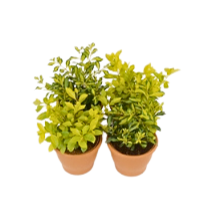 <h4>Duranta gemengd</h4>