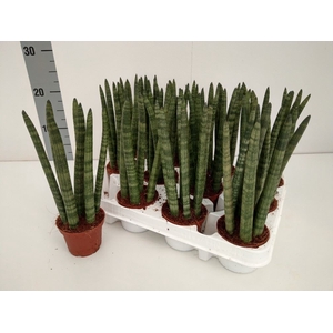 Sansevieria cyl.  ...