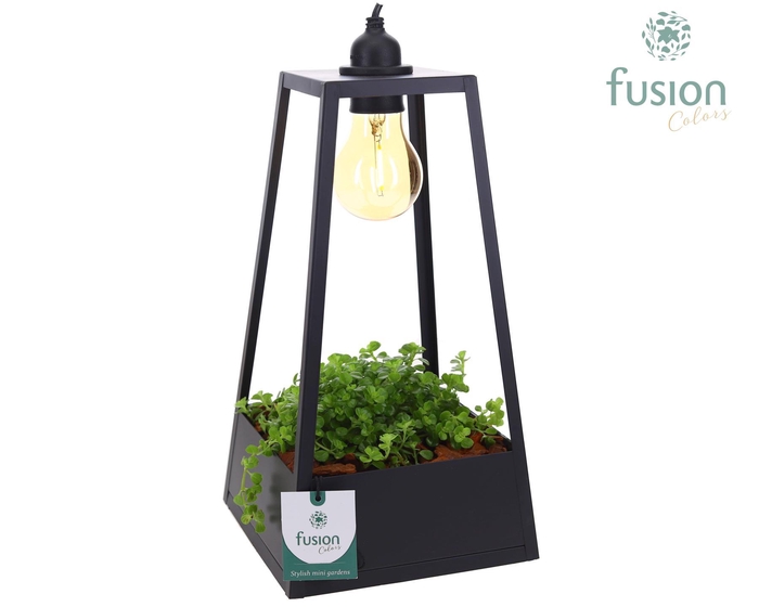 <h4>Lantaarn metaal zwart met verlichting met Pilea</h4>