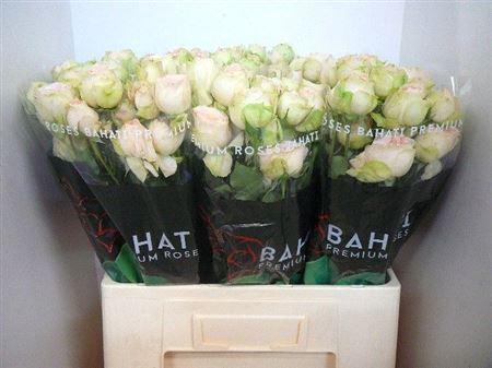 <h4>R Tr Pavlova</h4>