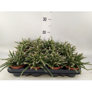 Rhipsalis baccifera subsp. horrida