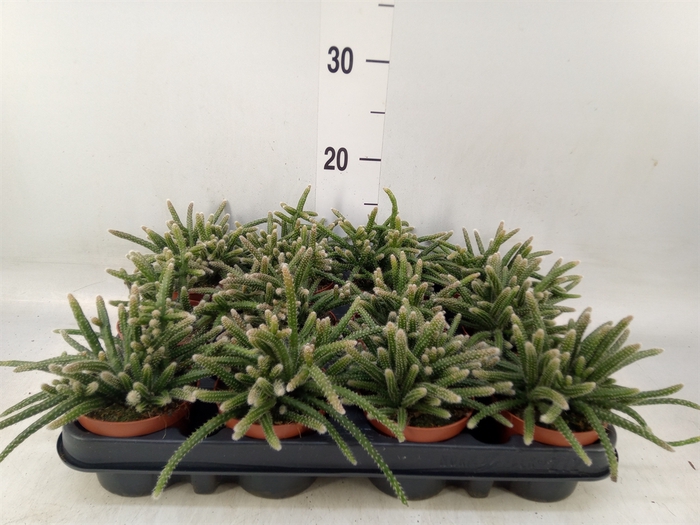 <h4>Rhipsalis baccifera subsp. horrida</h4>