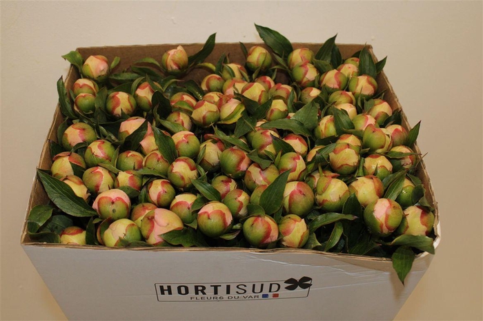 <h4>Paeo L Pecher</h4>