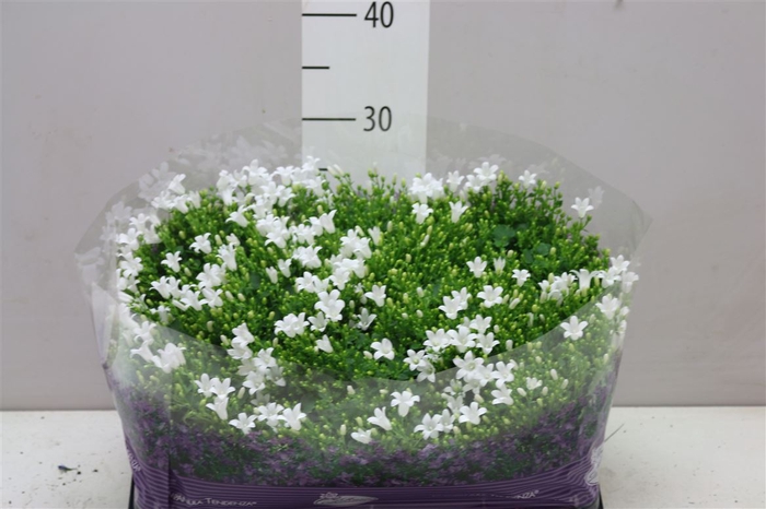 Campanula Port Royal White