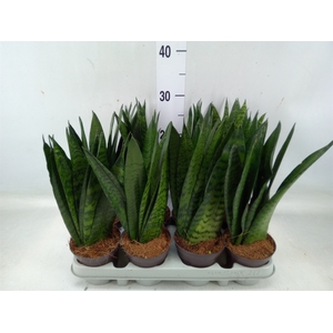 Sansevieria zeylanica