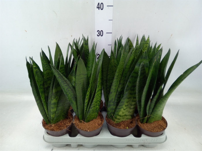 <h4>Sansevieria zeylanica</h4>