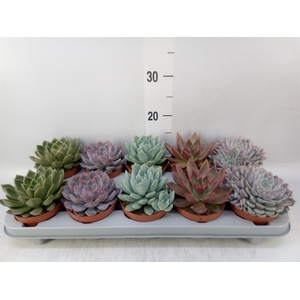 Echeveria   ...mix