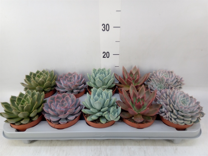<h4>Echeveria   ...mix</h4>