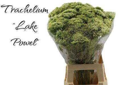 <h4>Trach Lake Powell</h4>