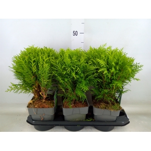 Thuja occid. 'Danica'
