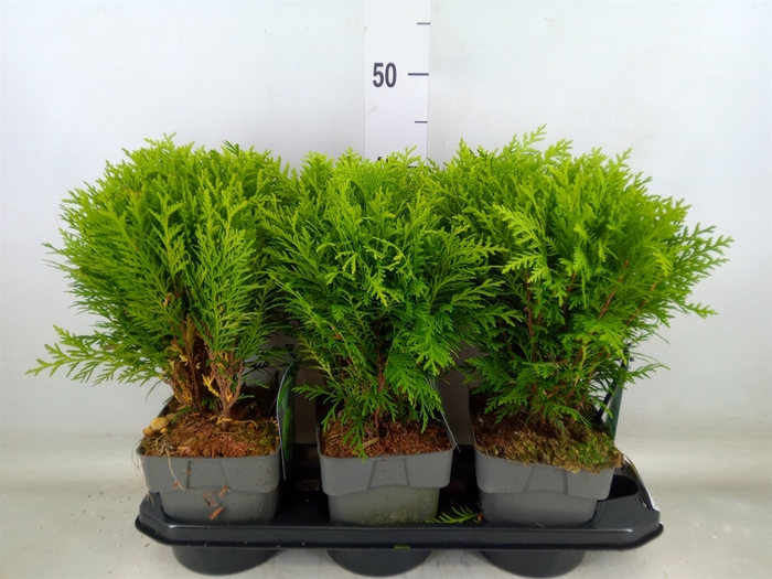 <h4>Thuja occid. 'Danica'</h4>