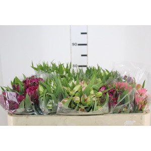 ALSTROEMERIA VARIADO 080 CM