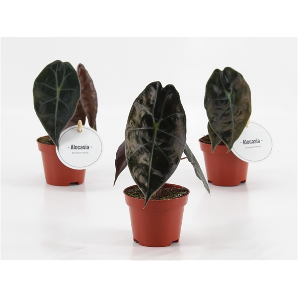 <h4>Alocasia suhirmaniana ‘Red Petiole’</h4>