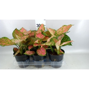 Aglaonema KB 'Crimson Love'