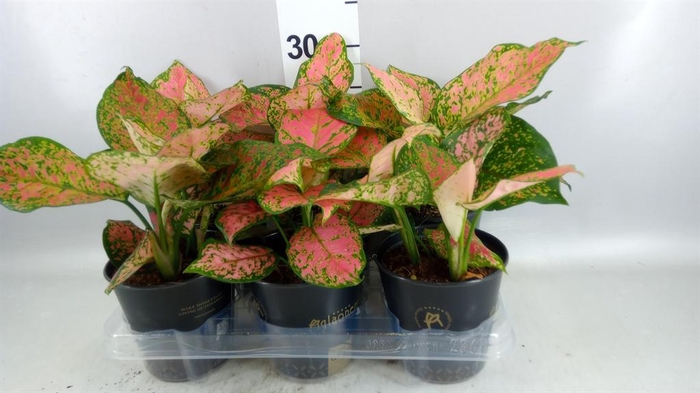 <h4>Aglaonema KB 'Crimson Love'</h4>