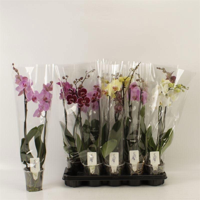 <h4>PHAL GEM 6 KL</h4>