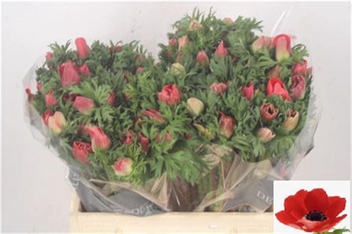 <h4>Anemone Galil Red</h4>