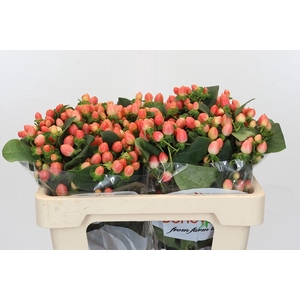 Hypericum Magical Royal Princess