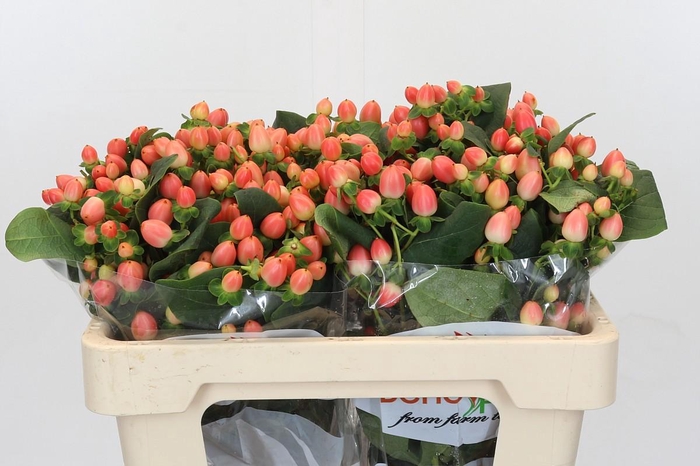 <h4>Hypericum Magical Royal Princess</h4>