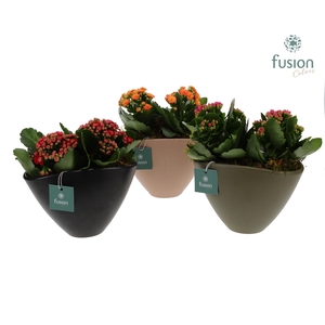 Keramieken bootvorm met Groen Planten Arrangement D18.5