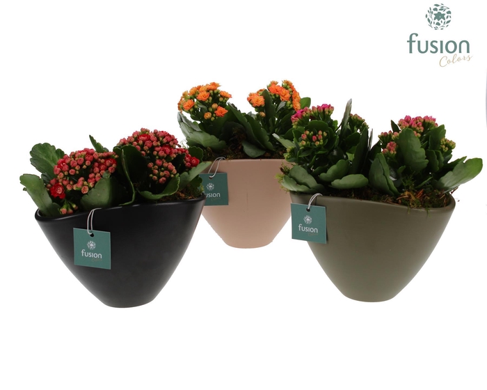<h4>Keramieken bootvorm met Groen Planten Arrangement D18.5</h4>