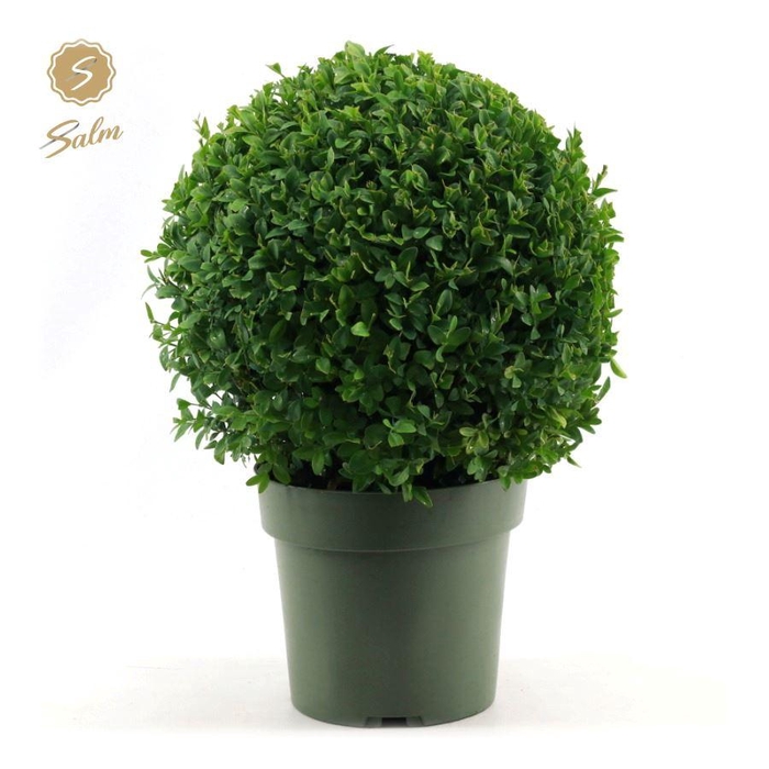 <h4>Buxus semp. Ball Ø25cm P21</h4>