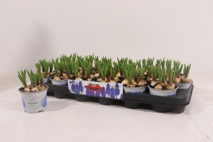 <h4>Muscar Big Smile</h4>