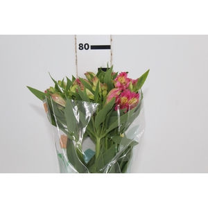 ALSTROEMERIA CHANEL 080 CM
