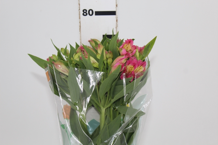 <h4>ALSTROEMERIA CHANEL 080 CM</h4>