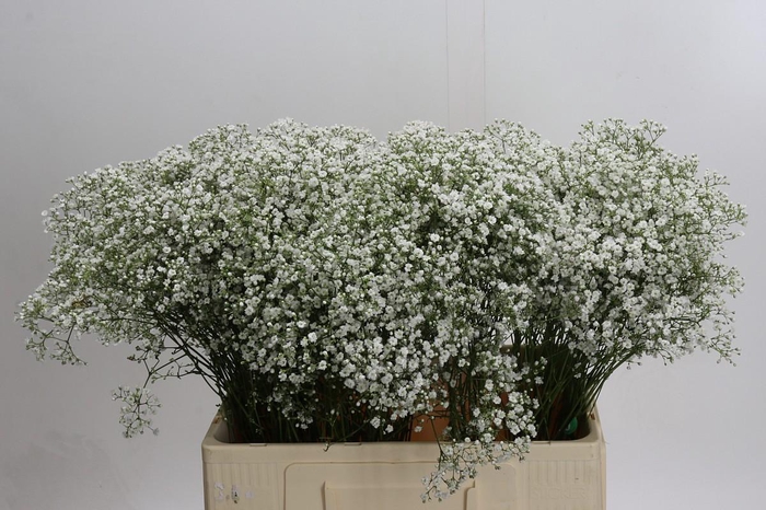 <h4>Gyps Zinzi Tyree</h4>