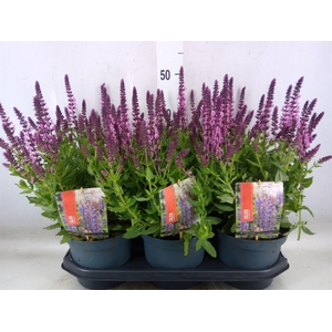 Salvia nemorosa 'Sensation Rose Dp'