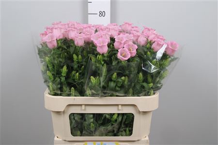 <h4>Camp M Pearl Pink</h4>