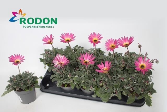 <h4>ARCTOTIS OP ROSE</h4>