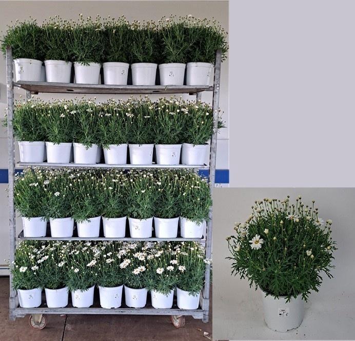 <h4>ARG SIMBA WHITE</h4>