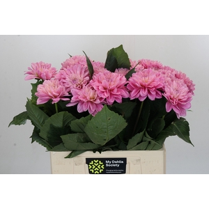 Dahlia Strawberry Ice
