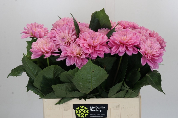 <h4>Dahlia Strawberry Ice</h4>
