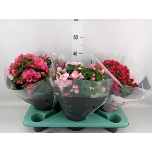 Begonia elat. EN 'Betulia' ..mix