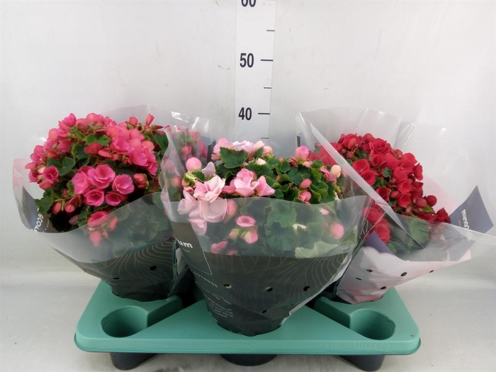 <h4>Begonia elat. EN 'Betulia' ..mix</h4>